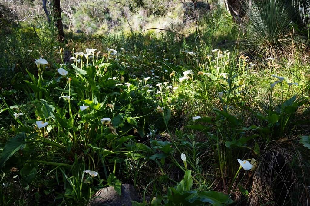 Arum lilies along Aaron Creek