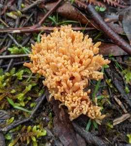 Read more about the article Picture This…Flame Fungus