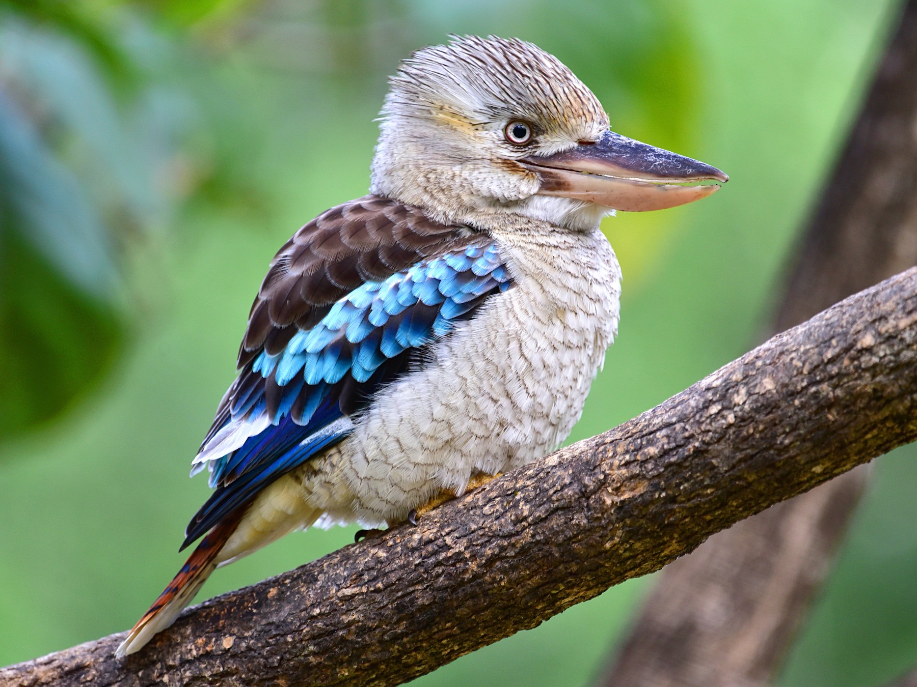 Read more about the article Kookaburras aren’t the only ones laughing…