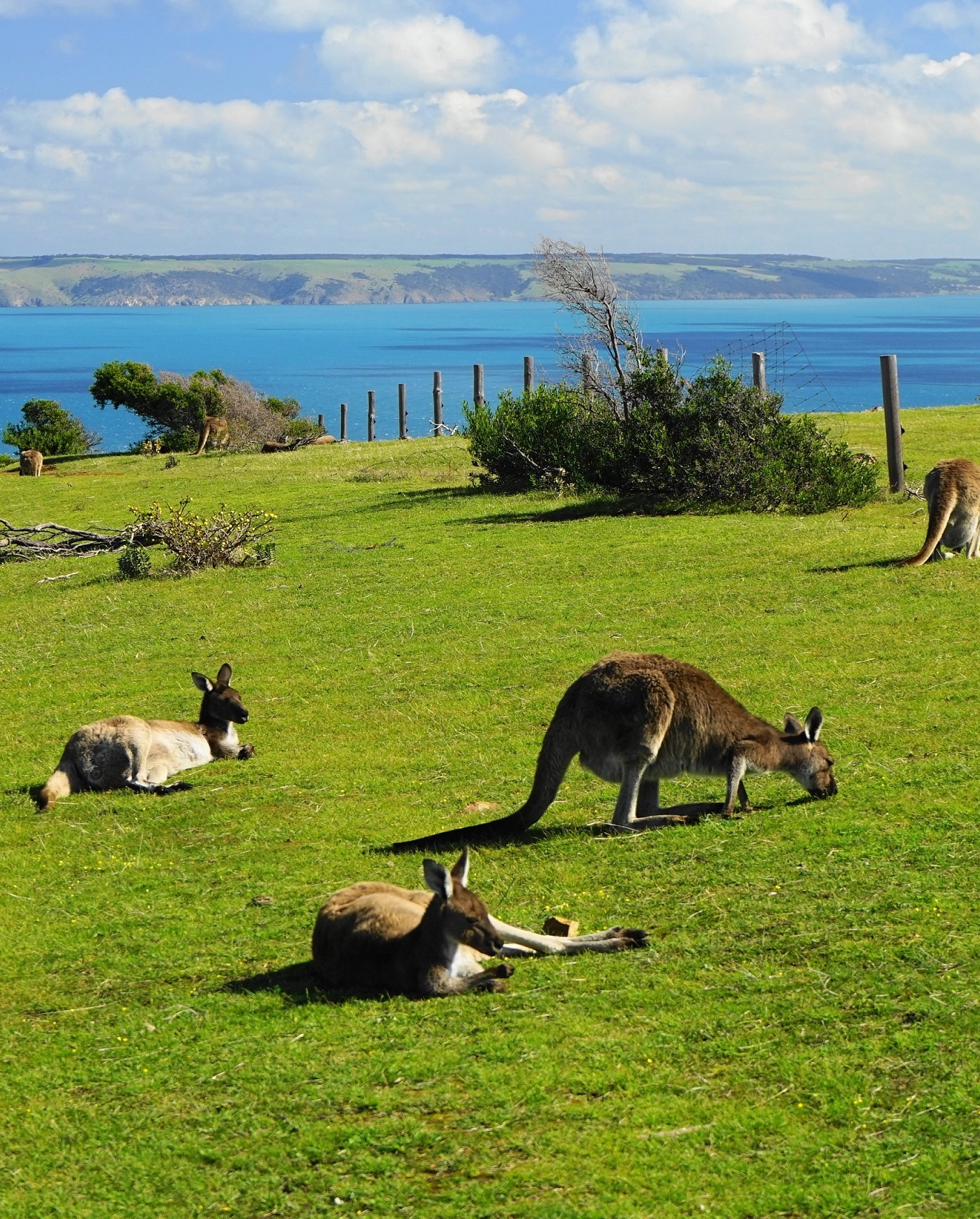 Kangaroos at Cobbler Hill