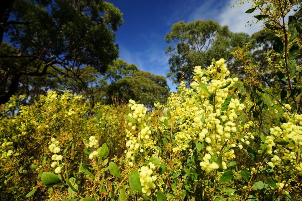 Wildflowers national park south australia